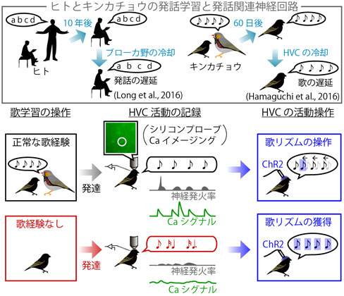 発話のリズムや順序を制御する神経機構 イメージ図