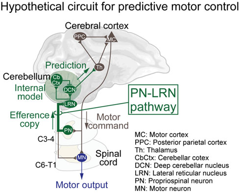 予測的な運動制御の神経メカニズム仮設
