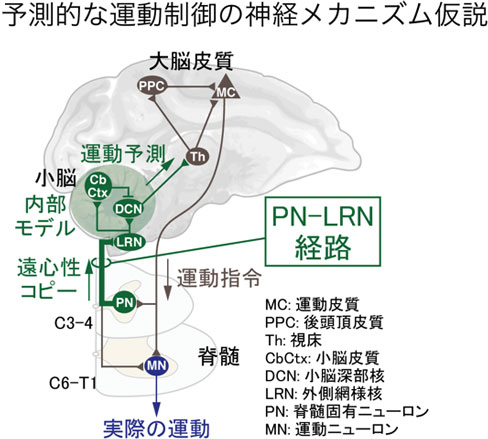 予測的な運動制御の神経メカニズム仮設