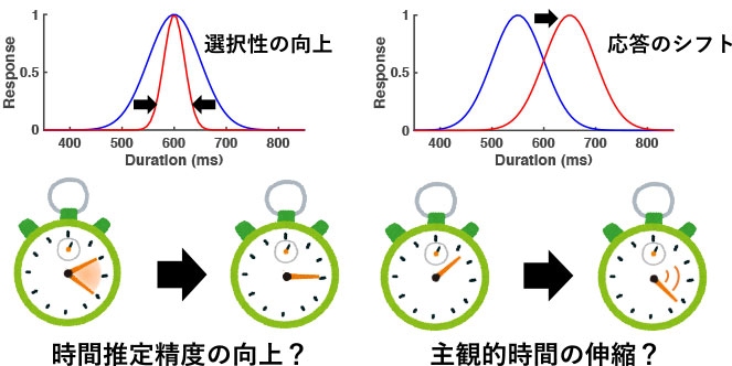 知覚学習と脳刺激による主観的時間の操作