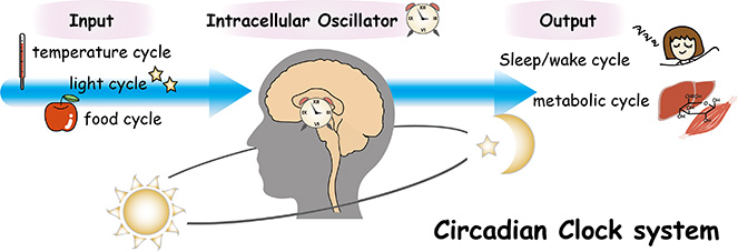 時刻依存的な睡眠パターンを形成する神経基盤の解明 イメージ図