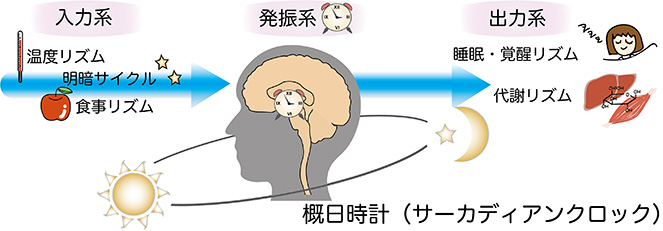 時刻依存的な睡眠パターンを形成する神経基盤の解明 イメージ図